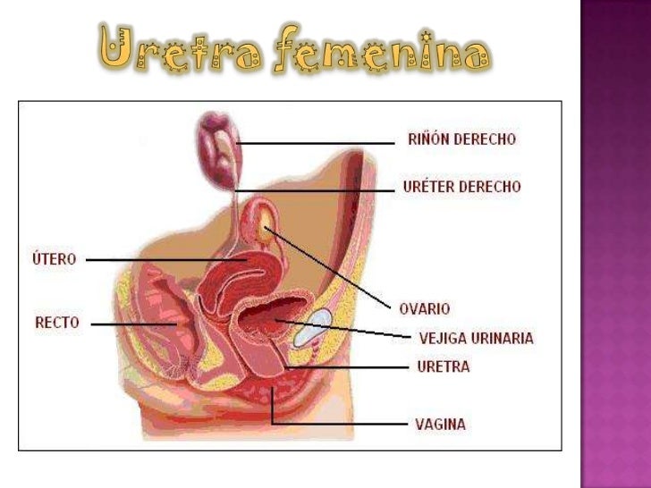 Uretra