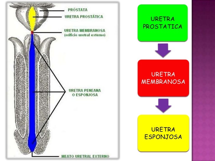 Uretra Uretra