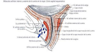 Anatomía Uretra 