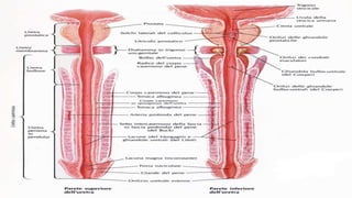 Anatomía Uretra 