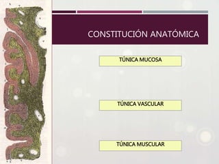CONSTITUCIÓN ANATÓMICA
TÚNICA MUCOSA
TÚNICA VASCULAR
TÚNICA MUSCULAR
