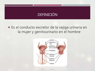 DEFINICIÓN
Es el conducto excretor de la vejiga urinaria en
la mujer y genitourinario en el hombre