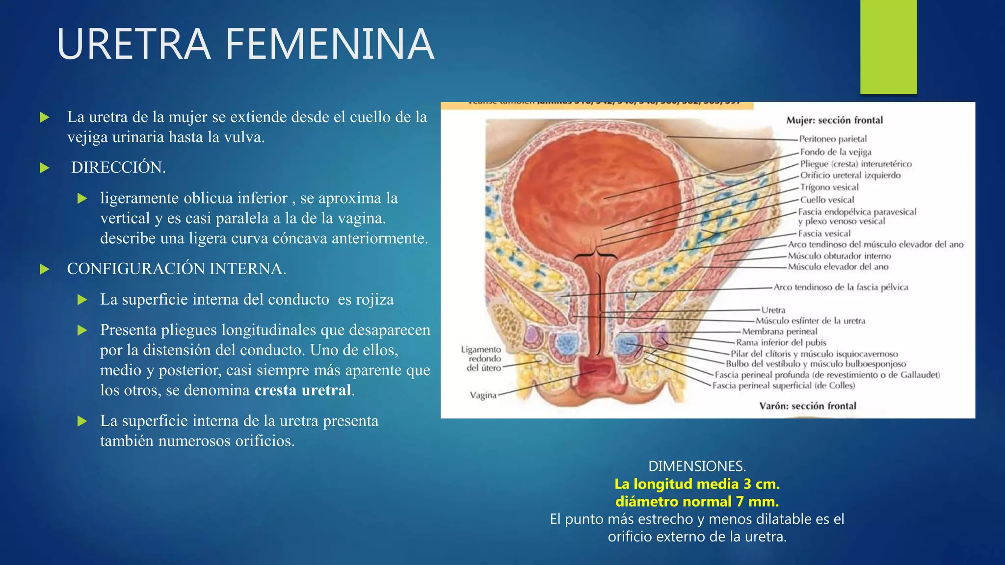 Uretra femenina-Clase Anatomia | PPTX