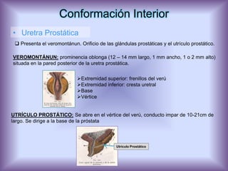 Conformación Interior
• Uretra Prostática
  Presenta el veromontánun. Orificio de las glándulas prostáticas y el utrículo prostático.

VEROMONTÁNUN: prominencia oblonga (12 – 14 mm largo, 1 mm ancho, 1 o 2 mm alto)
situada en la pared posterior de la uretra prostática.


                             Extremidad superior: frenillos del verú
                             Extremidad inferior: cresta uretral
                             Base
                             Vértice


UTRÍCULO PROSTÁTICO: Se abre en el vértice del verú, conducto impar de 10-21cm de
largo. Se dirige a la base de la próstata



                                               Utrículo Prostático
 