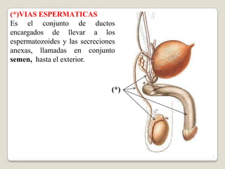 (*)VIAS ESPERMATICAS
Es el conjunto de ductos
encargados de llevar a los
espermatozoides y las secreciones
anexas, llamadas en conjunto
semen, hasta el exterior.
(*)
1
 