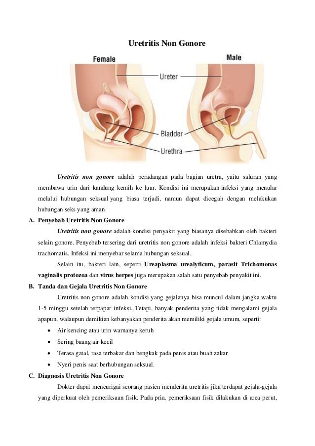 Uretritis Non Gonore
Uretritis non gonore adalah peradangan pada bagian uretra, yaitu saluran yang
membawa urin dari kandung kemih ke luar. Kondisi ini merupakan infeksi yang menular
melalui hubungan seksual yang biasa terjadi, namun dapat dicegah dengan melakukan
hubungan seks yang aman.
A. Penyebab Uretritis Non Gonore
Uretritis non gonore adalah kondisi penyakit yang biasanya disebabkan oleh bakteri
selain gonore. Penyebab tersering dari uretritis non gonore adalah infeksi bakteri Chlamydia
trachomatis. Infeksi ini menyebar selama hubungan seksual.
Selain itu, bakteri lain, seperti Ureaplasma urealyticum, parasit Trichomonas
vaginalis protozoa dan virus herpes juga merupakan salah satu penyebab penyakit ini.
B. Tanda dan Gejala Uretritis Non Gonore
Uretritis non gonore adalah kondisi yang gejalanya bisa muncul dalam jangka waktu
1-5 minggu setelah terpapar infeksi. Tetapi, banyak penderita yang tidak mengalami gejala
apapun, walaupun demikian kebanyakan penderita akan memiliki gejala umum, seperti:
 Air kencing atau urin warnanya keruh
 Sering buang air kecil
 Terasa gatal, rasa terbakar dan bengkak pada penis atau buah zakar
 Nyeri penis saat berhubungan seksual.
C. Diagnosis Uretritis Non Gonore
Dokter dapat mencurigai seorang pasien menderita uretritis jika terdapat gejala-gejala
yang diperkuat oleh pemeriksaan fisik. Pada pria, pemeriksaan fisik dilakukan di area perut,
 