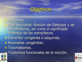 Objetivos Anatomía. Fase miccional: función del Detrusor y de los esfínteres, así como el significado dinámico de las estrecheces. Estrechez congénita o adquirida. Anomalías congénitas. Traumatismos. Trastornos funcionales de la micción. 