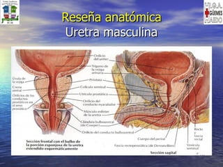 Reseña anatómica Uretra masculina 