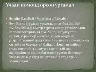  Эмийн Бамбай / Valeriana officinalis /
 Эмт бодис агуулсан ургамлын нэг бол бамбай
 юм.Бамбай 0,5-2 метр хүртэл өндөр ургадаг олон
 наст өвслөг ургамал юм. Хөндий бүдүүвтэр
 иштэй, хүрэн бор өнгөтэй, содон өвөрмөц
 үнэртэй, ишний дээд хэсгийн навч нь суумал, доод
 хэсгийх нь бариултай байдаг. Цэцэг нь цайвар
 ягаан өнгөтэй, 3 дохиур 5 сэртэнтэй иш
 мөчирийнхөө оройд баг цэцэг үүсгэн бөөгнөрч
 байрладаг. 6-р сард цэцэглэж 8-р сард үр нь
 боловсродог
 