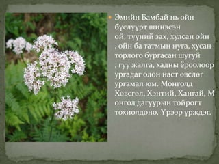  Эмийн Бамбай нь ойн
 бүслүүрт шинэсэн
 ой, түүний зах, хулсан ойн
 , ойн ба татмын нуга, хусан
 торлого бургасан шугуй
 , гуу жалга, хадны ёроолоор
 ургадаг олон наст өвслөг
 ургамал юм. Монголд
 Хөвсгөл, Хэнтий, Хангай, М
 онгол дагуурын тойрогт
 тохиолдоно. Үрээр үрждэг.
 