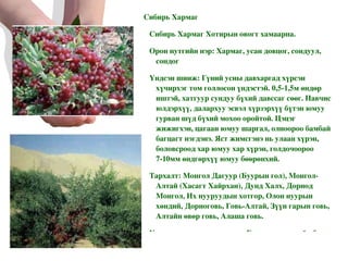 Сибирь Хармаг Сибирь Хармаг Хотирын овогт хамаарна. Орон нутгийн нэр: Хармаг, усан довцог, сондуул, сондог Үндсэн шинж: Гүний усны давхаргад хүрсэн хүчирхэг том голлосон үндэстэй. 0,5-1,5м өндөр иштэй, хатгуур сундуу бүхий давссаг сөөг. Навчис юлдэрхүү, далархуу эсвэл хүрзэрхүү бүтэн юмуу гурван шүд бүхий мохоо оройтой. Цэцэг жижигхэн, цагаан юмуу шаргал, олноороо бамбай багцагт нэгдэнэ. Яст жимсгэнэ нь улаан хүрэн, боловсроод хар юмуу хар хүрэн, голдочоороо 7-10мм өндгөрхүү юмуу бөөрөнхий. Тархалт: Монгол Дагуур (Буурын гол), Монгол-Алтай (Хасагт Хайрхан), Дунд Халх, Дорнод Монгол, Их нууруудын хотгор, Олон нуурын хөндий, Дорноговь, Говь-Алтай, Зүүн гарын говь, Алтайн өвөр говь, Алаша говь. Ургах газар, орчин нөхцөл: Говь, цөл, хээрийн бүс хааяа ойт хээрийн бүслүүрийн өмнөд хэсэг бүрд ус, булагшанд, сайр садрагын адаг дагасан шорвог элс, тойром цайдмын хүрээ, элсэн довцогнуудын хооронд ургана. 