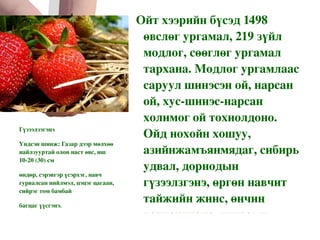 Urgamaltuya | PPT