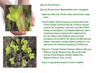 Дагуур Хатны цэцэг Дагуур Хатны цэцэг Иршимбийн овогт хамаарна. Орон нутгийн нэр: Хатны шар, хатны цэцэг, шар цэцэг Үндсэн шинж: Бахим бүдүүн голлосон үндэстэй, 5-15см өндөр эгц босоо иштэй, эсгийлэг цагаан үсжилттэй, хуурайсаг олон наст өвс. Иш 4-20см өндөр, их навчирхаг, 1-4, бөөрөнхийвтөр, хэрвээ сууриасаа аваад салаалсан бол саравгар бут үүсгэнэ. Навч эсрэг байрлалтай, шугаман юлдэрхүү, бүтэн ирмэгтэй. Дунд хэсгийн навчны өврөөс ганц юмуу хосоор гарсан домборхуу том шар цэцэгтэй. Үржимс өндгөрхүү, 8-10мм урт. Тархалт: Хэнтий, Хангай, Хянган, Монгол Дагуур, Монгол Алтай, Дундад халх, Их нууруудын хотгор, Олон нуурын хөндий, Дорноговь, Дорнод Монгол, Говь Алтай. Ургах газар орчин нөхцөл: Уулын хээрийн бүслүүр, хуурай тал, хялганат хээр, хайргархаг ба чулуурхаг хуурай хажуу, бэл хормой, заримдаа байц цохио, цөлийн хайргархаг хээрт ургана 