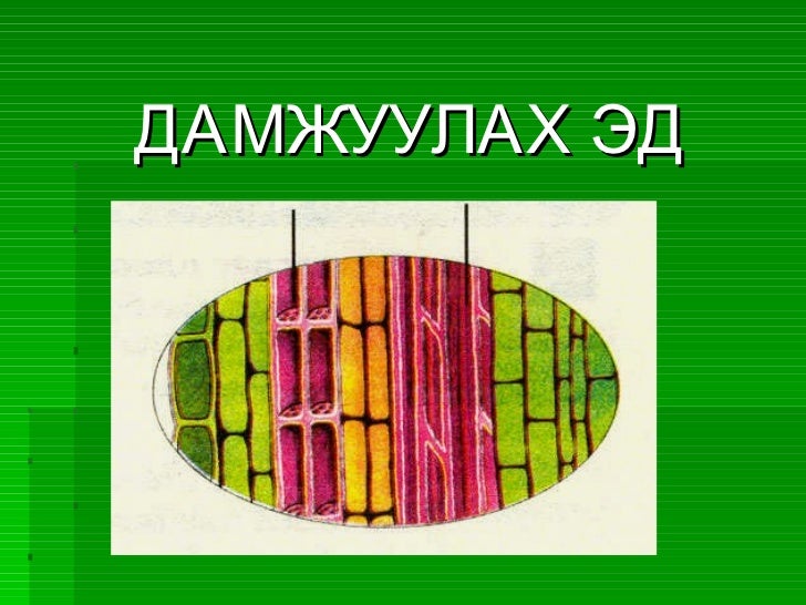 Urgamliin ed