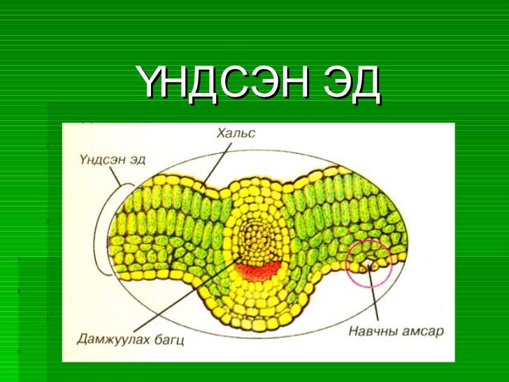 Urgamliin ed