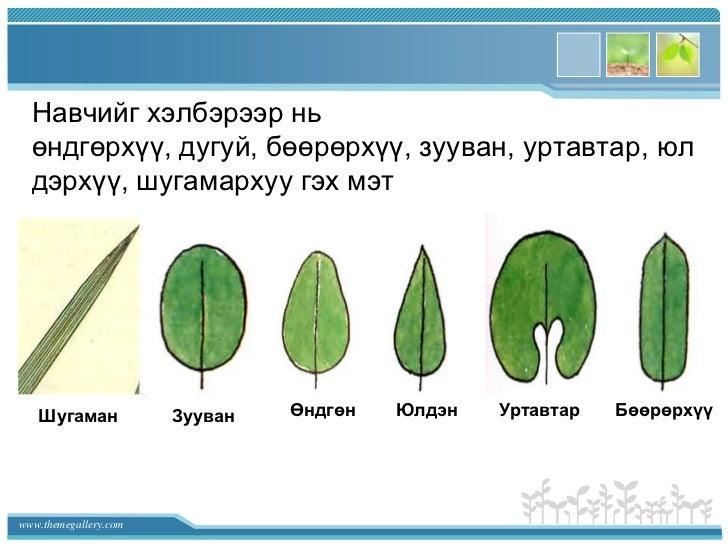 Эрдэнэмандал ахлах сургууль хими - биологийн багш Б. Оюун