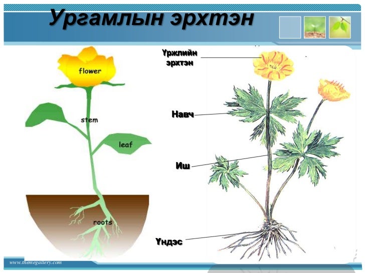Эрдэнэмандал ахлах сургууль хими - биологийн багш Б. Оюун