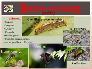 Hyménoptères
Chenilles processionnaires
Animaux :
•Serpents
•Scorpions
•Araignée
•Crapauds
•Hyménoptères
•Chenilles processionnaires
•Autres (papillons coléoptères)
Papillon
Coléoptère
LES SERPENTS
 