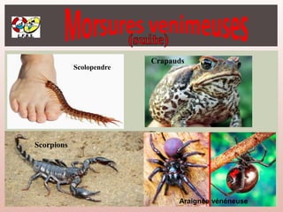 Scolopendre
Crapauds
Scorpions
Araignée vénéneuse
 