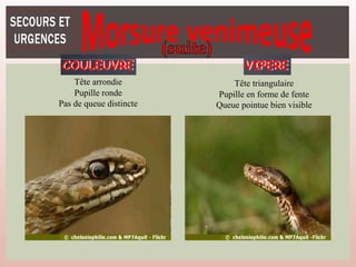 Tête arrondie
Pupille ronde
Pas de queue distincte
COULEUVRE VIPERE
Tête triangulaire
Pupille en forme de fente
Queue pointue bien visible
 