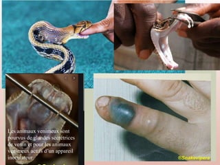 Les animaux venimeux sont
pourvus de glandes sécrétrices
de venin et pour les animaux
venimeux actifs d’un appareil
inoculateur
 