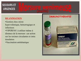 IMMUNOTHERAPIE
REANIMATION
•Gestion choc mixte
hypovolémique, hémorragique et
infectieux
•VIPERFAV: à utiliser même à
distance de la morsure car action
sur les toxines circulantes et intra
tissulaires
•Vaccination antitétanique
 