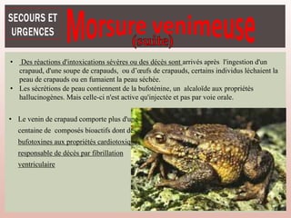 221
• Des réactions d'intoxications sévères ou des décès sont arrivés après l'ingestion d'un
crapaud, d'une soupe de crapauds, ou d’œufs de crapauds, certains individus léchaient la
peau de crapauds ou en fumaient la peau séchée.
• Les sécrétions de peau contiennent de la bufoténine, un alcaloïde aux propriétés
hallucinogènes. Mais celle-ci n'est active qu'injectée et pas par voie orale.
• Le venin de crapaud comporte plus d'une
centaine de composés bioactifs dont des
bufotoxines aux propriétés cardiotoxiques
responsable de décès par fibrillation
ventriculaire
 
