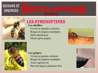 LES HYMENOPTERES
59
Les abeilles:
• Vivent en grandes colonies
• Risque de piqûres multiples
• Dard abandonné
• Meurt après piqûre
Les guêpes:
• Vivent en petites colonies
• Risque de piqûres multiples
• Assez agressives
• Peuvent piquer plusieurs fois
 