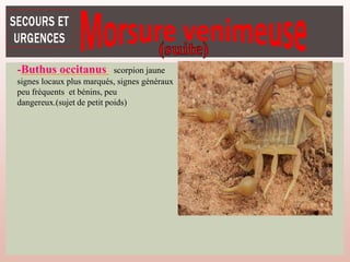 -Buthus occitanus : scorpion jaune
signes locaux plus marqués, signes généraux
peu fréquents et bénins, peu
dangereux.(sujet de petit poids)
 