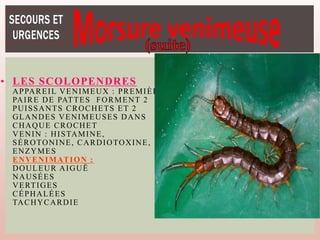 • LES SCOLOPENDRES
APPAREIL VENIMEUX : PREMIÈRE
PAIRE DE PATTES FORMENT 2
PUISSANTS CROCHETS ET 2
GLANDES VENIMEUSES DANS
CHAQUE CROCHET
VENIN : HISTAMINE,
SÉROTONINE, CARDIOTOXINE,
ENZYMES
ENVENIMATION :
DOULEUR AIGUË
NAUSÉES
VERTIGES
CÉPHALÉES
TACHYCARDIE
 