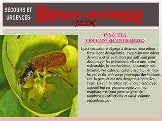 INSECTES
VÉSICANTS(CANTHARIDE)
Lytta vésicatoire dégage à distance une odeur
forte assez désagréable, rappelant une odeur
de souris et si cela n'est pas suffisant pour
décourager les prédateurs, elle a une arme
redoutable, la cantharidine, substance très
toxique, vésicatoire, qu'elle sécrète par tous
les pores de son corps provoque des brûlures
sur la peau et est très dangereux pour les
yeux. La cantharidine est encore employée
aujourd'hui en pharmacopée comme
emplâtre vésicant pour soigner de
nombreuses affections et aussi comme
aphrodisiaque.
 