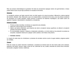 Rara vez produce sintomatología de gravedad. No todos los escorpiones segregan veneno de igual toxicidad, e incluso
puede darse el caso de que haya picaduras sin inoculación del veneno.
Síntomas
La inoculación produce una fuerte reacción local, con dolor agudo en la zona de picadura, inflamación y edema regional
del miembro afectado. Esta inflamación cursa con enrojecimiento y tumoración de la zona y rara vez produce sensación
de hormigueo en la parte expuesta. Puede provocar la aparición de trastornos neurológicos, que suelen cursar con
agitación, inquietud, desorientación, obnubilación y convulsiones.
Primeros Auxilios
1. Primero se debe inmovilizar al individuo en especial la zona afectada.
2. Aplicar frío sobre el lugar de la inoculación
3. Aplicar una banda constrictora, que comprima tan sólo la circulación venosa superficial, sin afectar la circulación
profunda del miembro afectado.
4. Es recomendable empezar a instaurar un tratamiento sintomático, si el sitio donde se ha producido la picadura se
encuentra a bastante distancia de cualquier centro sanitario o del médico más próximo.
 Animales marinos
La mayoría de estos tipos de mordeduras o picaduras de animales marinos ocurre en aguas saladas y algunas pueden
ser mortales.
Causas
Entre las causas se puede mencionar mordeduras o picaduras por diversos tipos de vida marina, tales como medusas,
pastinaca, pez piedra, rascacio, bagre, erizos de mar, anémonas de mar, corales, caracoles de concha cónica, tiburones,
barracudas y anguilas morenas o eléctricas.
 