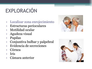 EXPLORACIÓN

•   Localizar zona enrojecimiento
•   Estructuras perioculares
•   Motilidad ocular
•   Agudeza visual
•   Pupilas
•   Conjuntiva bulbar y palpebral
•   Evidencia de secreciones
•   Córnea
•   Iris
•   Cámara anterior
 