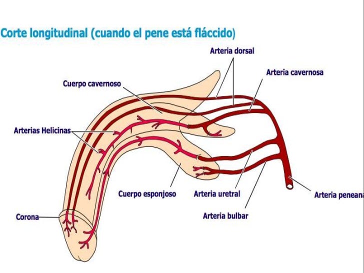 Grande vaginy y los pequeños miembros