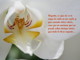 Urgente, es que no se te
vaya la vida en un soplo y
que cuando mires atrás,
seas ya un anciano que no
puede echar tiempo atrás,
que todo lo hizo urgente ...
 