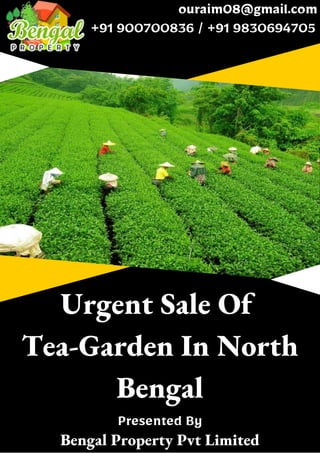 Urgent Sale Of
Tea-Garden In North
Bengal
ouraim08@gmail.com
+91 900700836 / +91 9830694705
Presented By
Bengal Property Pvt Limited
 