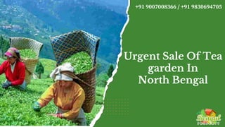Urgent Sale Of Tea
garden In
North Bengal
+91 9007008366 / +91 9830694705
 