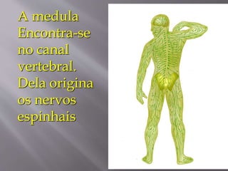 A medula
Encontra-se
no canal
vertebral.
Dela origina
os nervos
espinhais
 