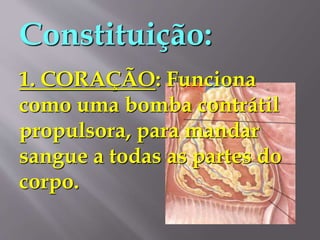 Constituição:
1. CORAÇÃO: Funciona
como uma bomba contrátil
propulsora, para mandar
sangue a todas as partes do
corpo.
 