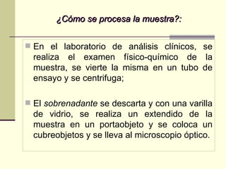 ¿Cómo se procesa la muestra?: En el laboratorio de análisis clínicos, se realiza el examen físico-químico de la muestra, se vierte la misma en un tubo de ensayo y se centrifuga;  El  sobrenadante  se descarta y con una varilla de vidrio, se realiza un extendido de la muestra en un portaobjeto y se coloca un cubreobjetos y se lleva al microscopio óptico.  