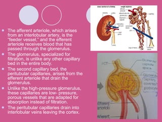 The afferent arteriole, which arises from an interlobular artery, is the “feeder vessel,” and the efferent arteriole receives blood that has passed through the glomerulus.  The glomerulus, specialized for filtration, is unlike any other capillary bed in the entire body. The second capillary bed, the peritubular capillaries, arises from the efferent arteriole that drain the glomerulus. Unlike the high-pressure glomerulus, these capillaries are low- pressure, porous vessels that are adapted for absorption instead of filtration. The peritubular capillaries drain into interlobular veins leaving the cortex. 