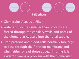 Filtration Glomerulus Acts as a Filter Water and solutes smaller than proteins are forced through the capillary walls and pores of the glomerular capsule into the renal tubule. Both proteins and blood cells normally too large to pass through the filtration membrane and when either one of these appear in urine it is evident there is a problem with the glomerular filters 