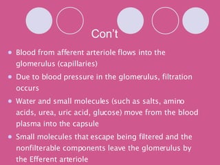 Con’t Blood from afferent arteriole flows into the glomerulus (capillaries) Due to blood pressure in the glomerulus, filtration occurs Water and small molecules (such as salts, amino acids, urea, uric acid, glucose) move from the blood plasma into the capsule Small molecules that escape being filtered and the nonfilterable components leave the glomerulus by the Efferent arteriole This produces a filtrate of blood, called glomerular filtrate 