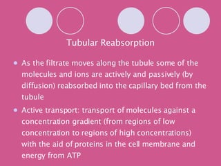 Tubular Reabsorption As the filtrate moves along the tubule some of the molecules and ions are actively and passively (by diffusion) reabsorbed into the capillary bed from the tubule Active transport: transport of molecules against a concentration gradient (from regions of low concentration to regions of high concentrations) with the aid of proteins in the cell membrane and energy from ATP 