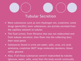 Tubular Secretion More substances such as ions (hydrogen ion, creatinine, some drugs (penicillin), toxic substances, are actively secreted from the capillary network to tubules The fluid (urine), from filtration that was not reabsorbed and from tubular secretion, then flows into the collecting duct, then renal pelvis Substances found in urine are water, salts, urea, uric acid, ammonia, creatinine (NOT large molecules (proteins, blood cells), glucose Also, if all those substances weren't reabsorbed by tubules (glucose, water, salts, urea) than the body would continually lose water, salt and nutrients 