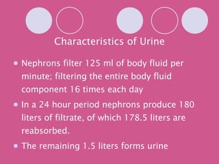 Characteristics of Urine Nephrons filter 125 ml of body fluid per minute; filtering the entire body fluid component 16 times each day In a 24 hour period nephrons produce 180 liters of filtrate, of which 178.5 liters are reabsorbed. The remaining 1.5 liters forms urine 