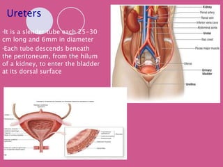 Ureters It is a slender tube each 25-30 cm long and 6mm in diameter Each tube descends beneath the peritoneum, from the hilum of a kidney, to enter the bladder at its dorsal surface 