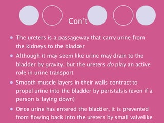 Con’t The ureters is a passageway that carry urine from the kidneys to the bladder Although it may seem like urine may drain to the bladder by gravity, but the ureters  do  play an active role in urine transport Smooth muscle layers in their walls contract to propel urine into the bladder by peristalsis (even if a person is laying down) Once urine has entered the bladder, it is prevented from flowing back into the ureters by small valvelike folds of bladder mucosa that flap over the ureter openings 