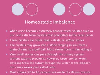 Homeostatic Imbalance When urine becomes extremely concentrated, solutes such as uric acid salts form crystals that precipitate in the renal pelvis These crystals are called renal calculi, or  kidney stones The crystals may grow into a stone ranging in size from a grain of sand to a golf ball. Most stones form in the kidneys.  Very small stones can pass through the urinary system without causing problems. However, larger stones, when traveling from the kidney through the ureter to the bladder, can cause severe pain called colic. Most stones (70 to 80 percent) are made of calcium oxalate. A smaller number are made of uric acid or cystine 