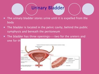 Urinary Bladder The urinary bladder stores urine until it is expelled from the body The bladder is located in the pelvic cavity, behind the public symphysis and beneath the peritoneum The bladder has three openings---two for the ureters and one for the urethra, which drains the bladder 